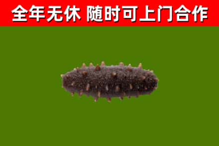 孟州回收海参干